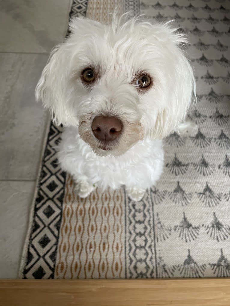 Sally, a Poodle (Small) and Maltese mix tested with EmbarkVet.com