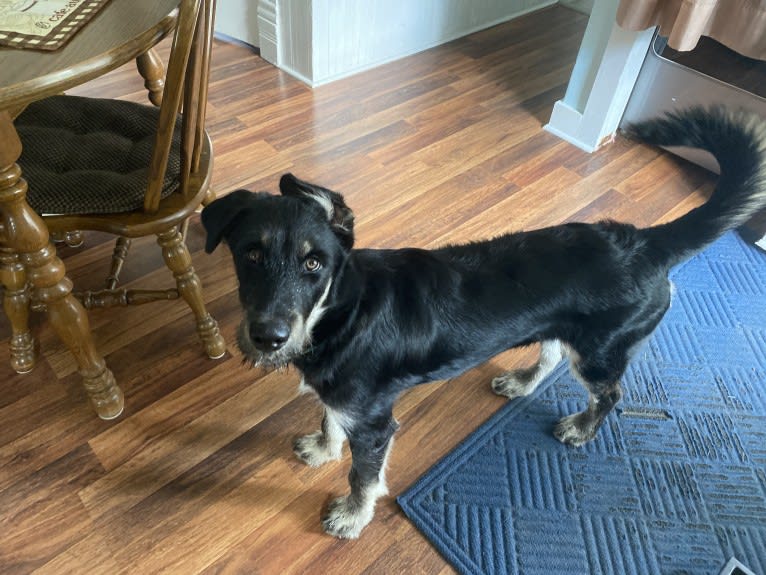 River, a Siberian Husky and Poodle (Standard) mix tested with EmbarkVet.com