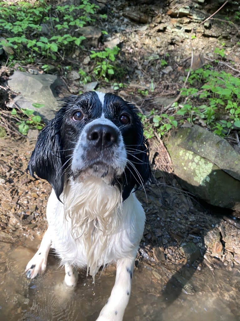 Nova, an English Springer Spaniel tested with EmbarkVet.com