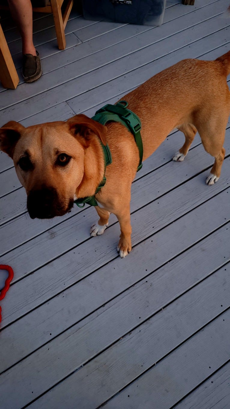 Lou, a Great Pyrenees and American Pit Bull Terrier mix tested with EmbarkVet.com