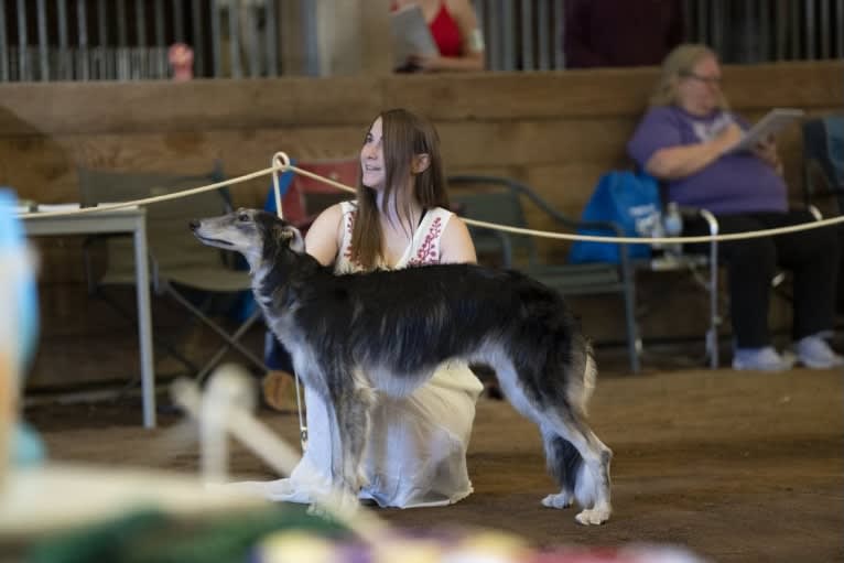Pocus, a Silken Windhound tested with EmbarkVet.com