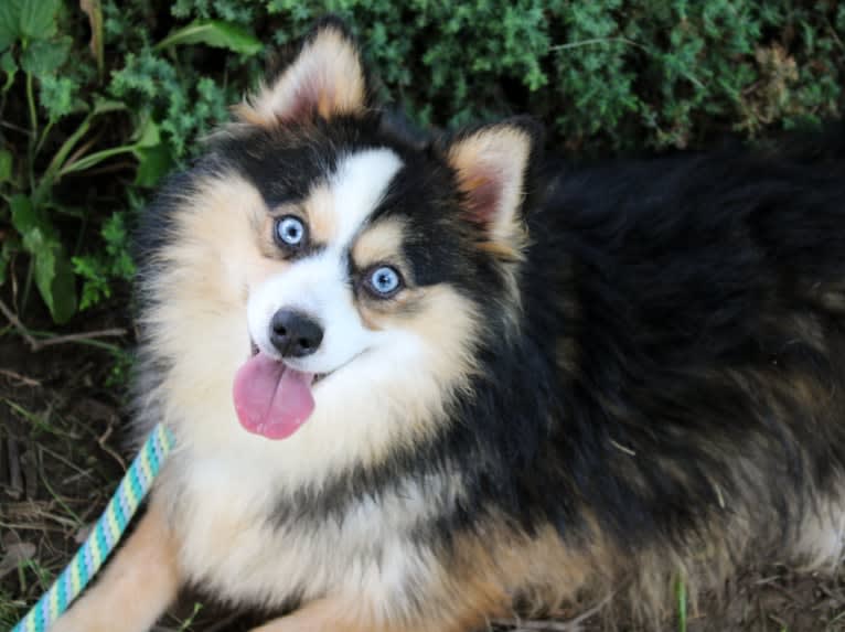 Ava, a Pomsky tested with EmbarkVet.com