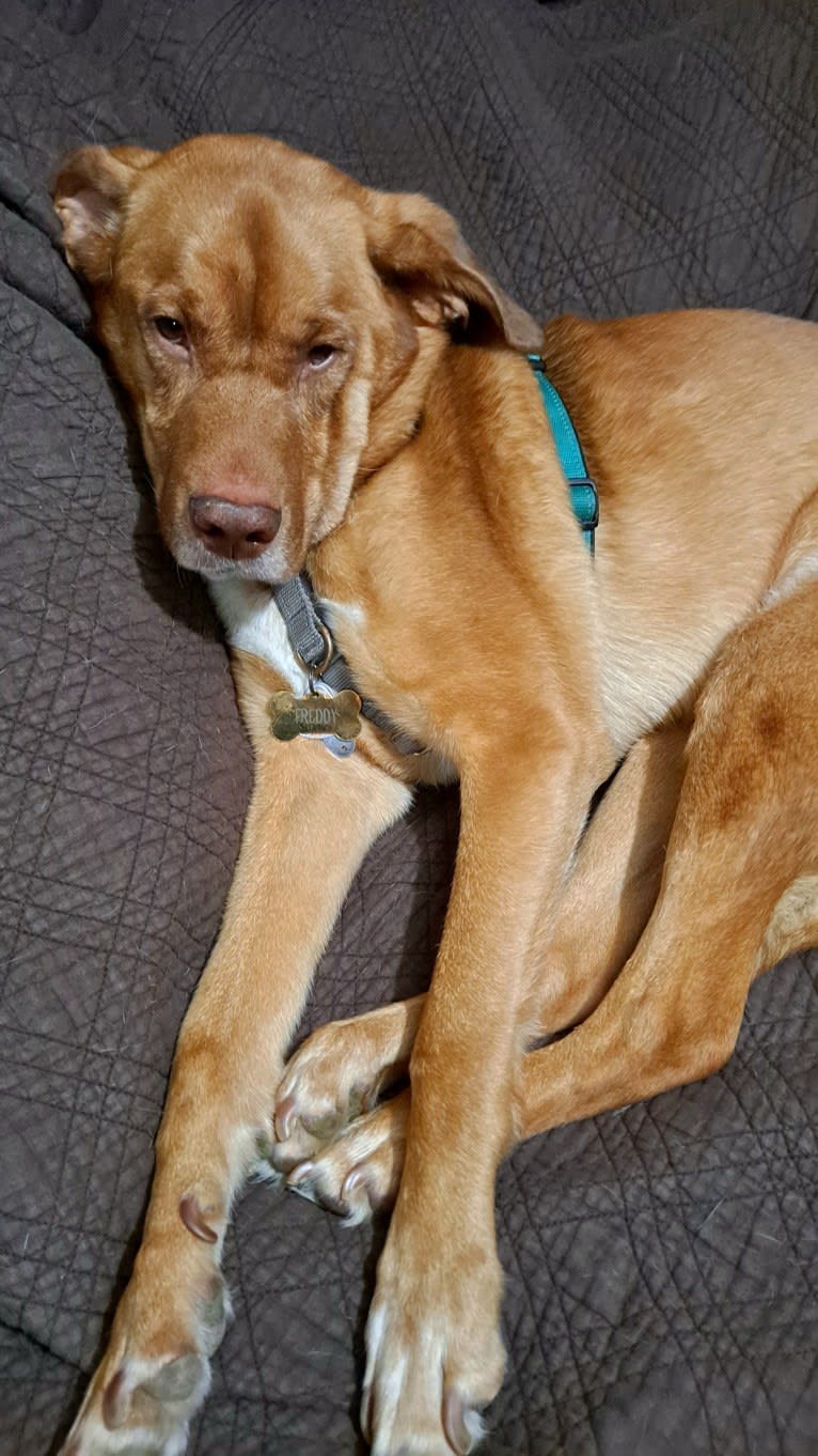 Freddy, a Siberian Husky and Bluetick Coonhound mix tested with EmbarkVet.com