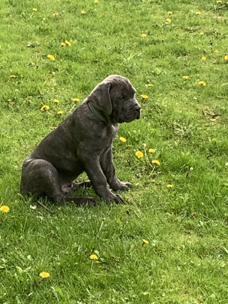 Rocco Roman Hughes, a Cane Corso tested with EmbarkVet.com