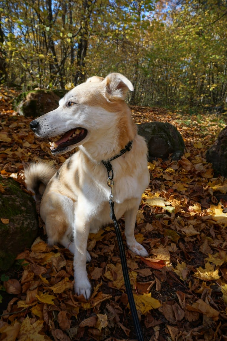 Nalle, an European Village Dog tested with EmbarkVet.com