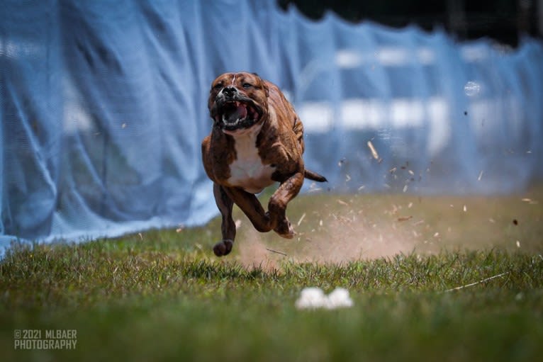 Trip, an American Bulldog tested with EmbarkVet.com