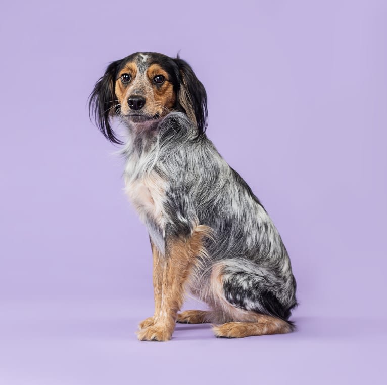 Banjo, an Australian Cattle Dog and Cocker Spaniel mix tested with EmbarkVet.com