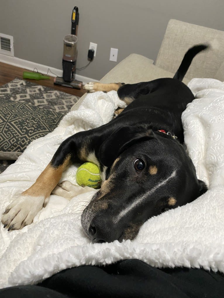 Cannonball, a Mountain Cur and Border Collie mix tested with EmbarkVet.com