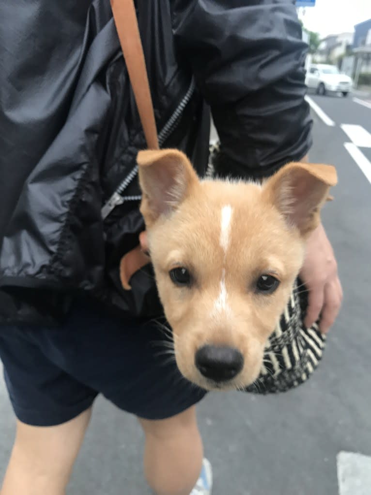 Photo of Dice, a Japanese or Korean Village Dog and Shiba Inu mix in 丸亀市, 香川県, 日本