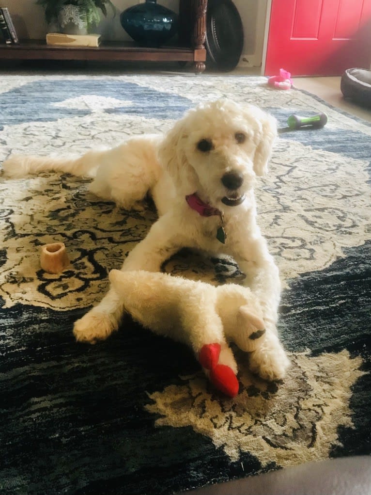 Chloe Grace, a Goldendoodle tested with EmbarkVet.com