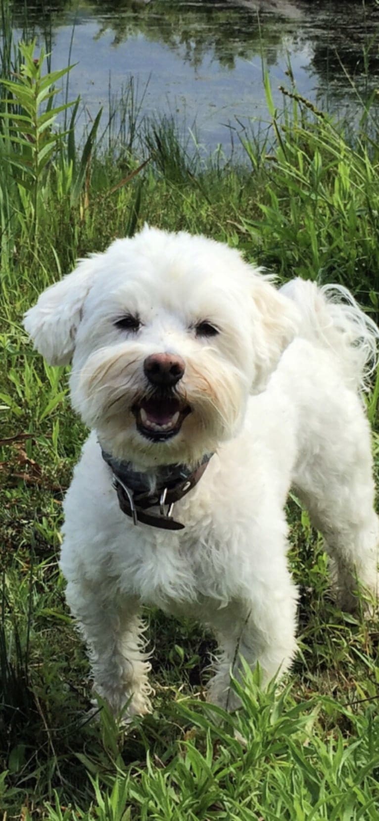 Gilly, a Havanese tested with EmbarkVet.com