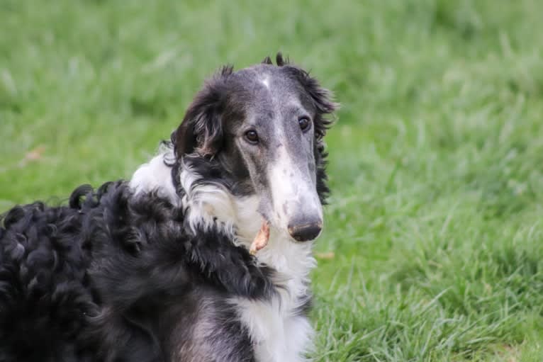 Zeal, a Borzoi tested with EmbarkVet.com