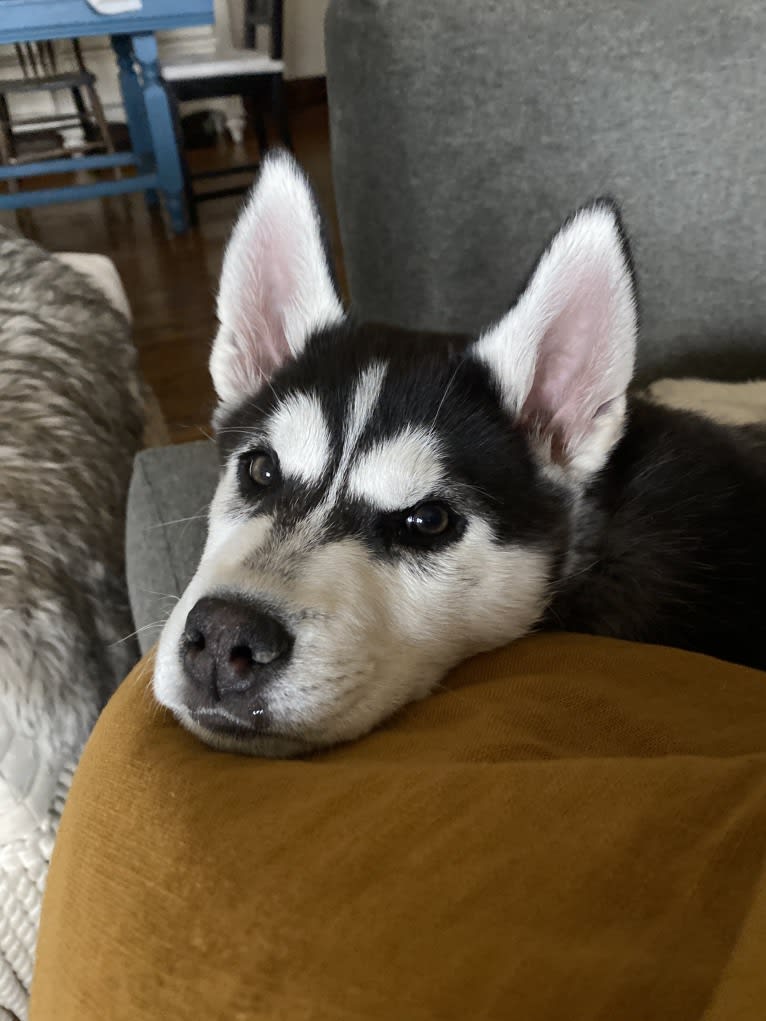 Stetson, a Siberian Husky and German Shepherd Dog mix tested with EmbarkVet.com