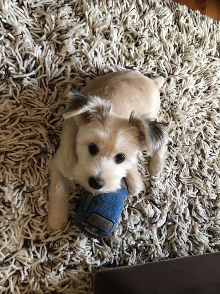 Louis Jay, a Pomeranian and Yorkshire Terrier mix tested with EmbarkVet.com