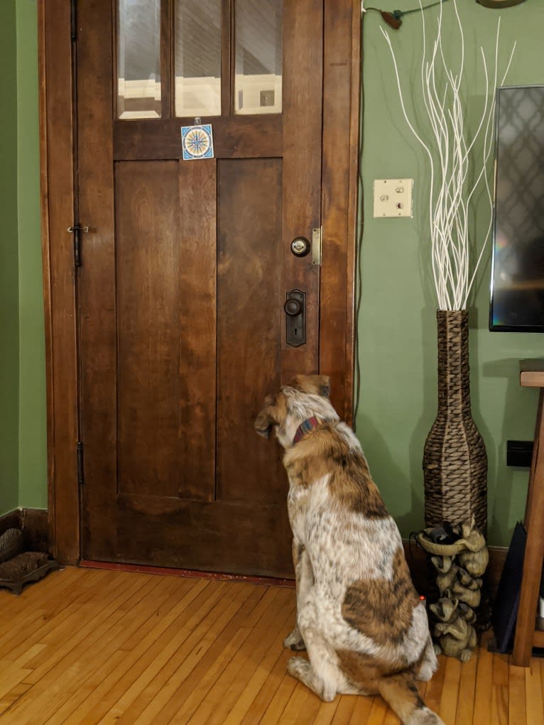 Monty, an Australian Cattle Dog and Labrador Retriever mix tested with EmbarkVet.com