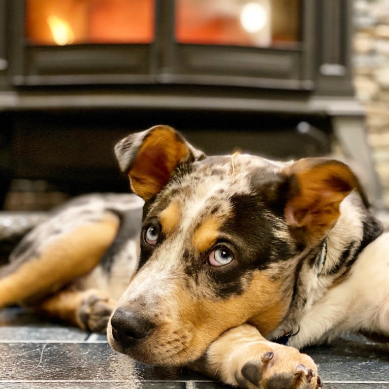 Duncan, an Australian Cattle Dog and American Pit Bull Terrier mix tested with EmbarkVet.com