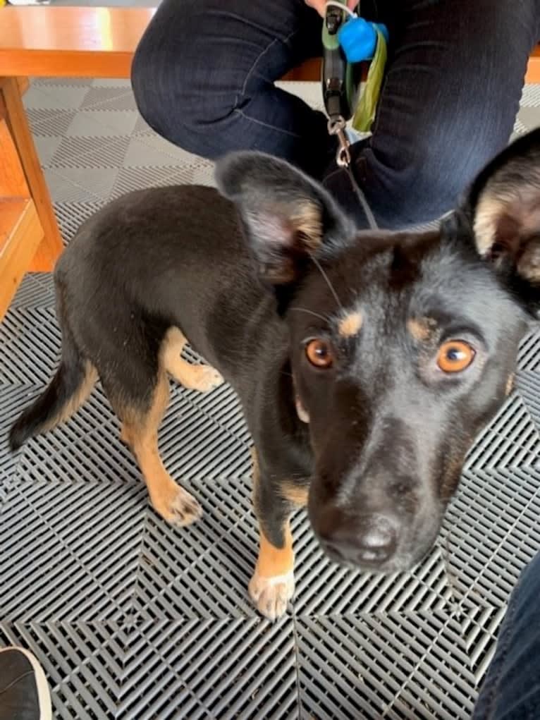Noosa, an Australian Cattle Dog and German Shepherd Dog mix tested with EmbarkVet.com