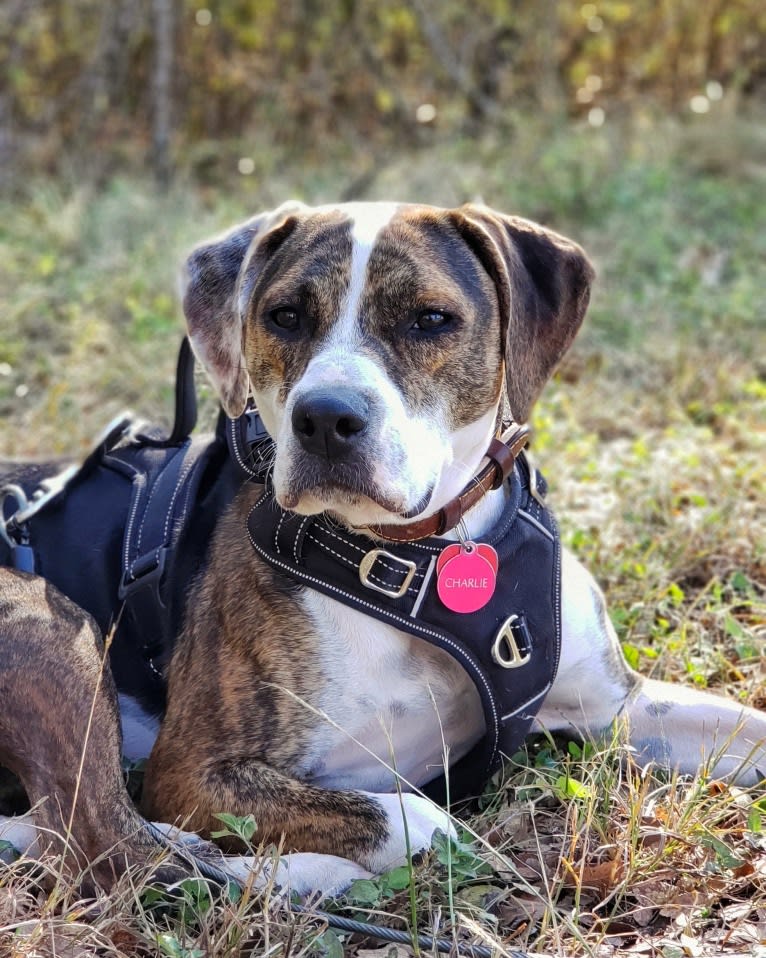 Charlie Bird, an American Pit Bull Terrier and Mountain Cur mix tested with EmbarkVet.com