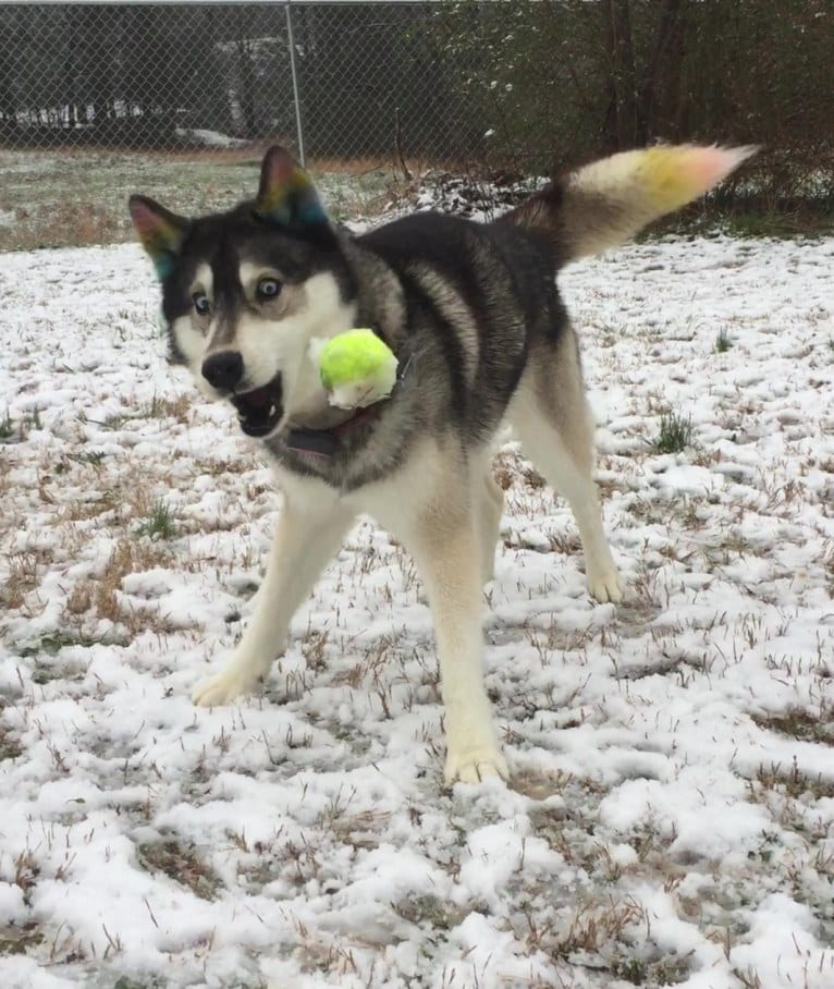 Flower, a Siberian Husky tested with EmbarkVet.com