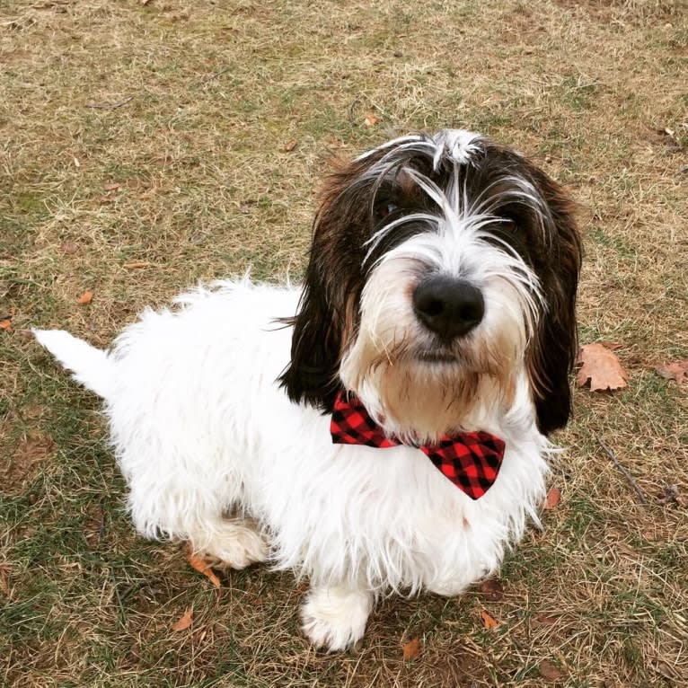 Winston Wallace Springsteen, a Petit Basset Griffon Vendeen tested with EmbarkVet.com