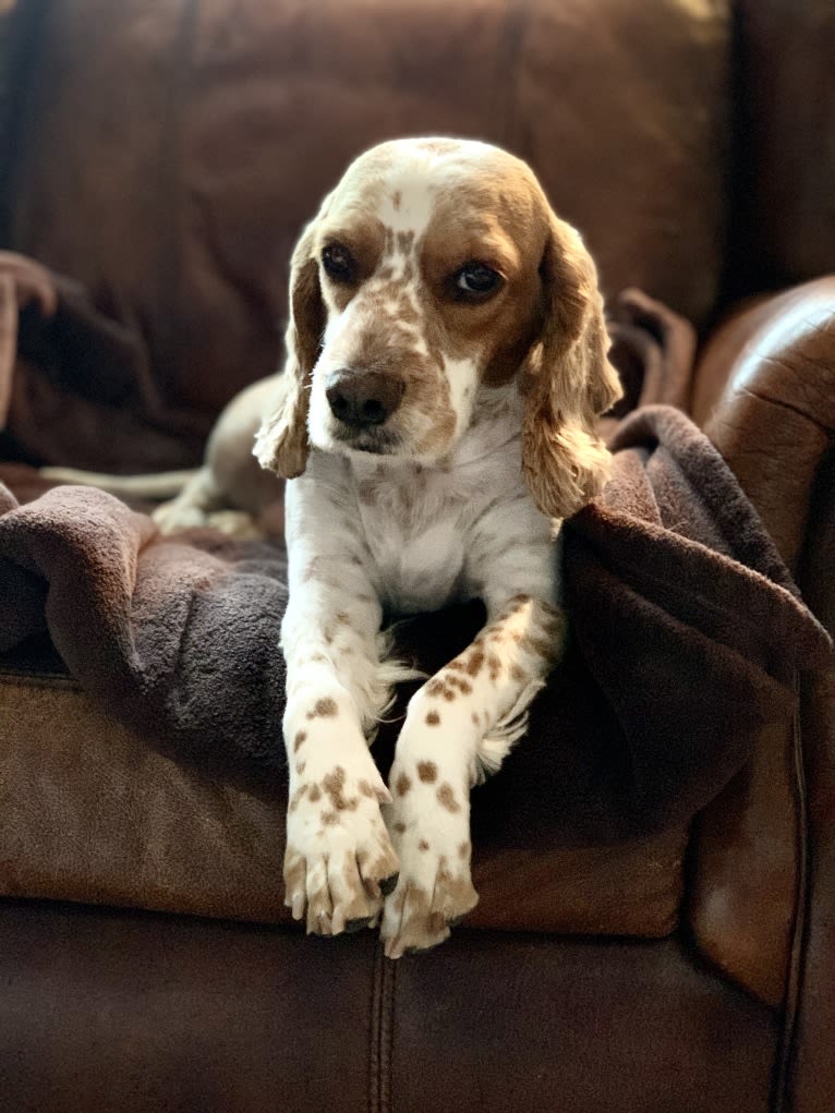 Birdie Mae, a Cocker Spaniel and Beagle mix tested with EmbarkVet.com