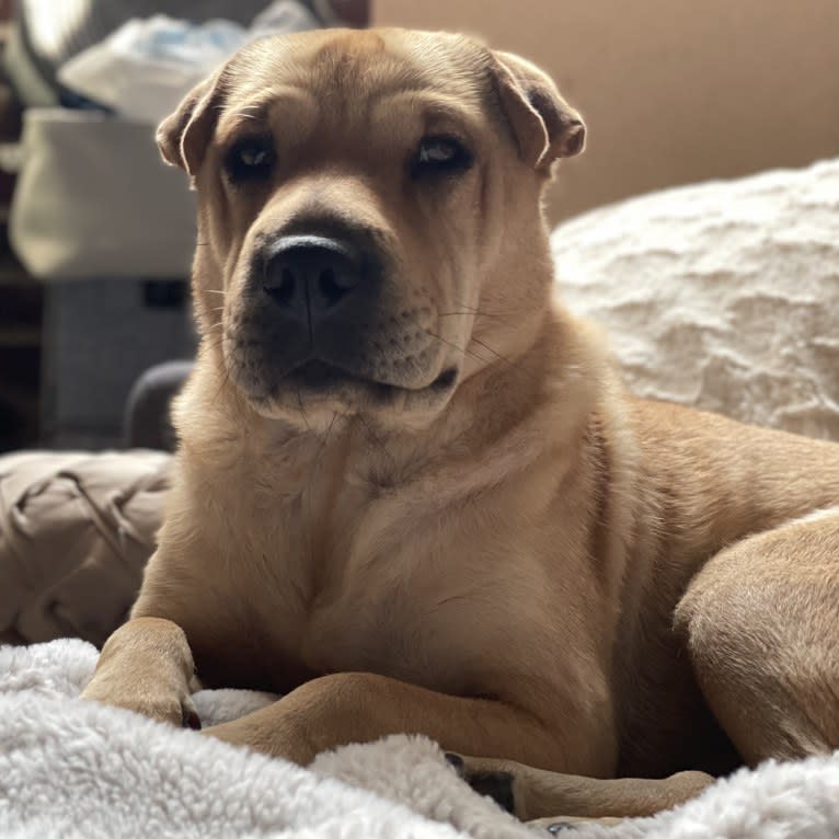 Luna, a Chinese Shar-Pei and Pug mix tested with EmbarkVet.com