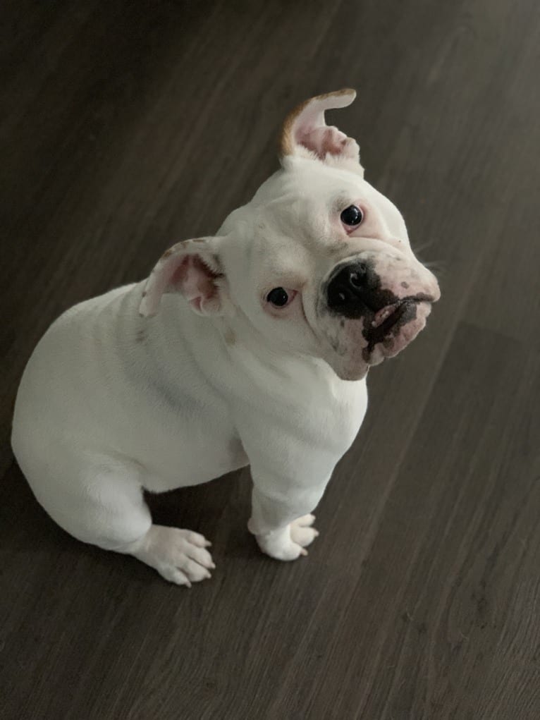 Molly, a Bulldog tested with EmbarkVet.com