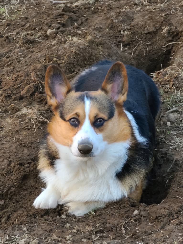 Jackson, a Pembroke Welsh Corgi tested with EmbarkVet.com