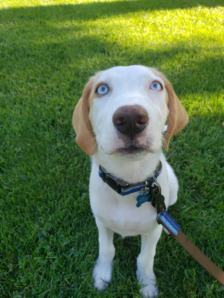 Arlo, an American Foxhound and German Shepherd Dog mix tested with EmbarkVet.com