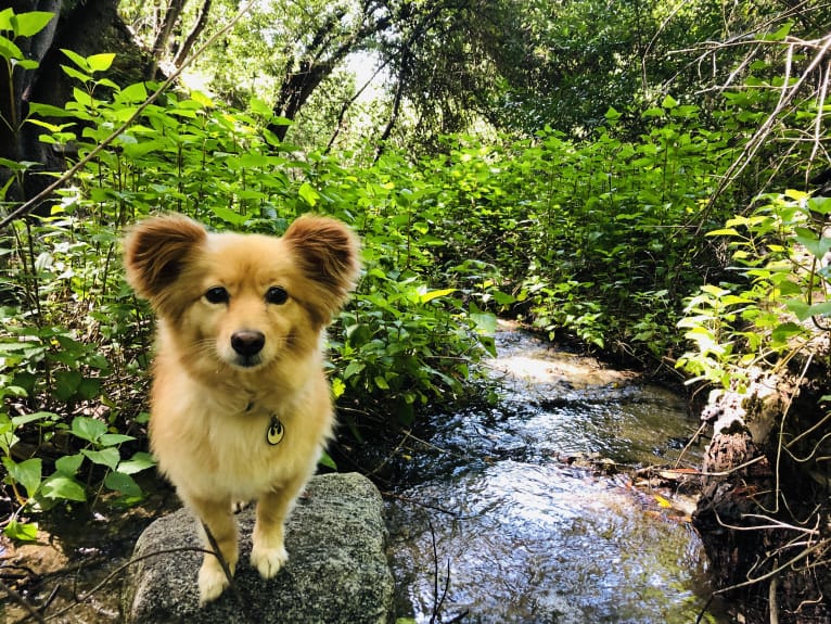 Obi, a Pomeranian and Chihuahua mix tested with EmbarkVet.com