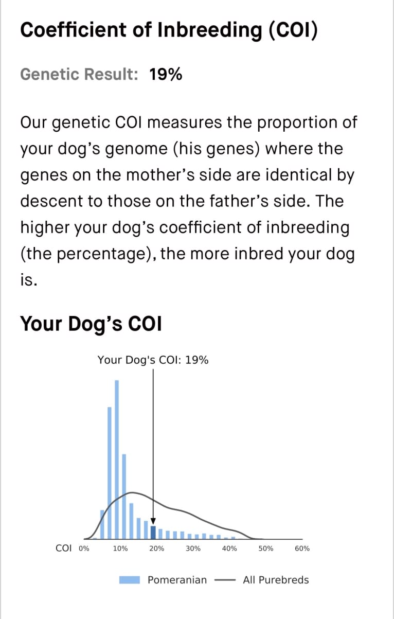 Santino, a Pomeranian tested with EmbarkVet.com