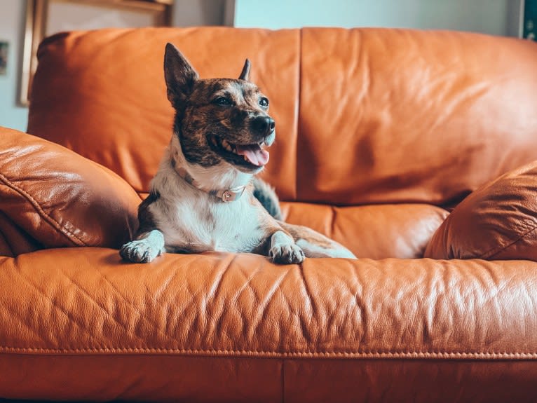 Mudge, a Chihuahua and Australian Cattle Dog mix tested with EmbarkVet.com