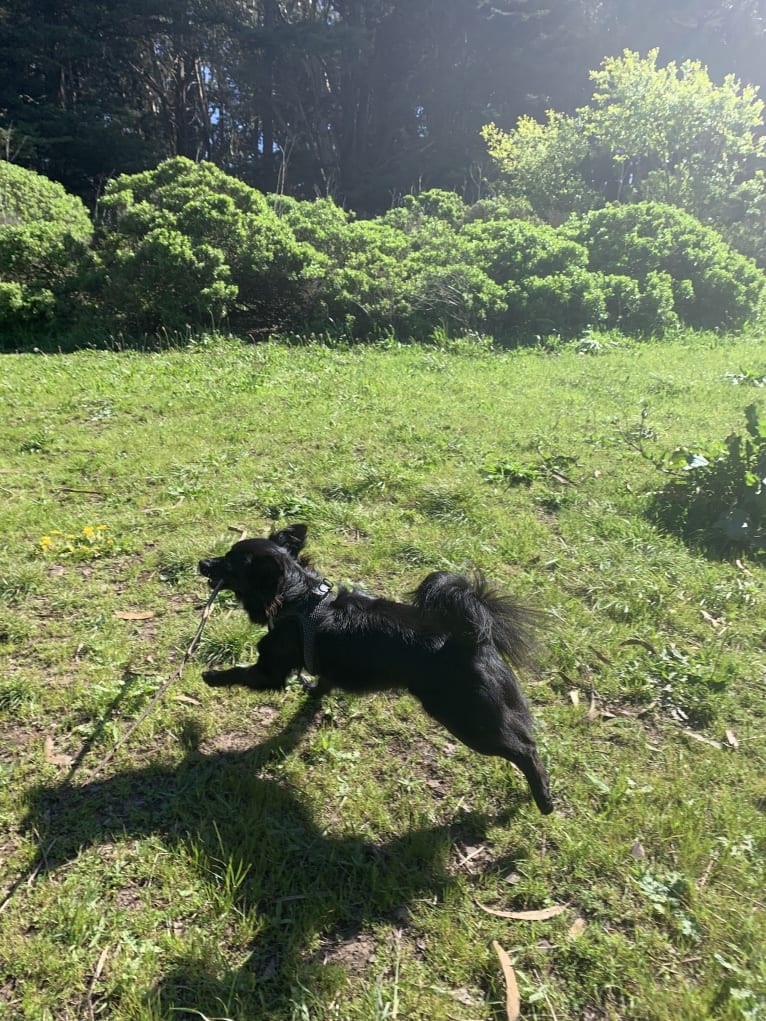 Jasper, a Poodle (Small) and Chihuahua mix tested with EmbarkVet.com