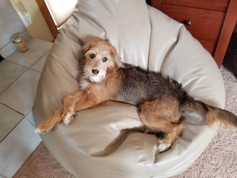 Gracie, a Beagle and Poodle (Small) mix tested with EmbarkVet.com