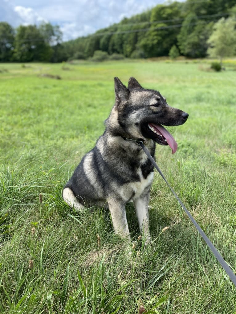 Titan, a Siberian Husky tested with EmbarkVet.com