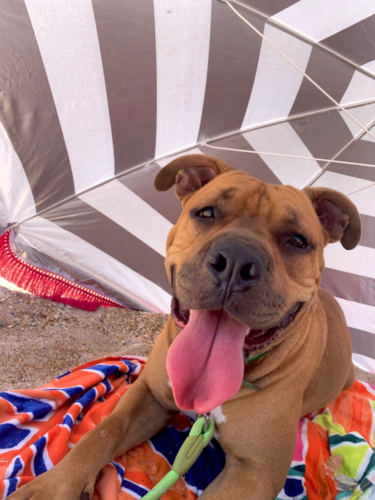 Gus, an American Bully and American Bulldog mix tested with EmbarkVet.com