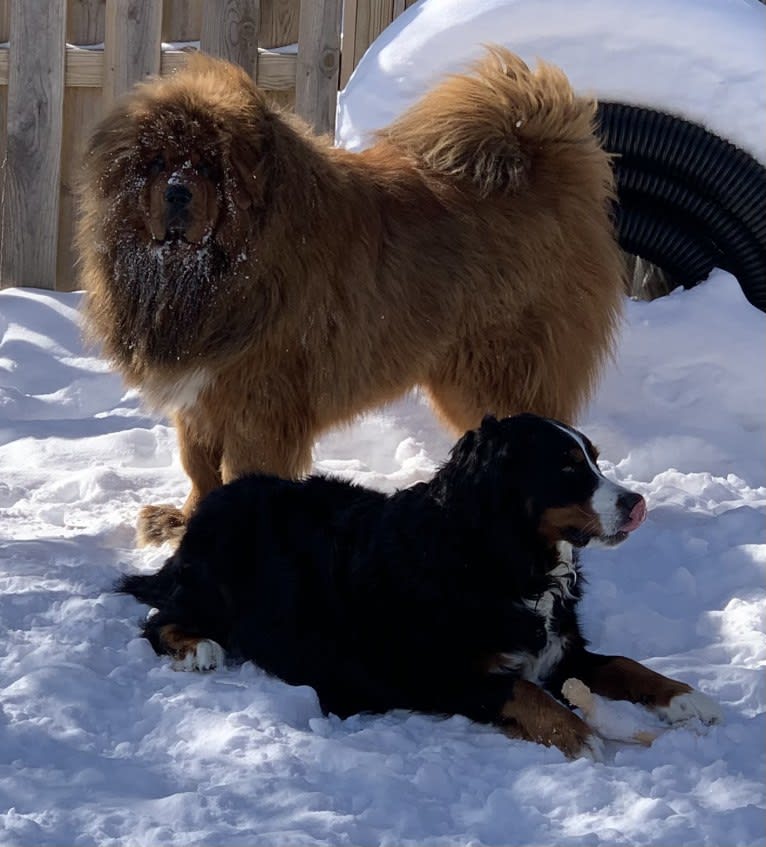 Crispy Long, a Tibetan Mastiff tested with EmbarkVet.com