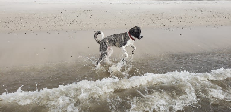 Oliver, a Great Pyrenees and American Pit Bull Terrier mix tested with EmbarkVet.com