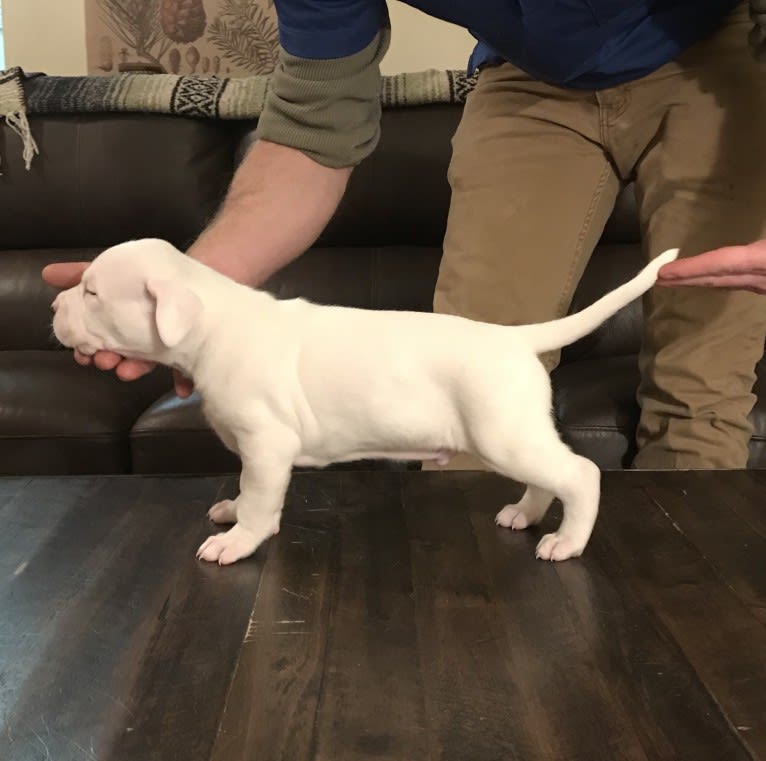 Titan, an American Bulldog and Dogo Argentino mix tested with EmbarkVet.com