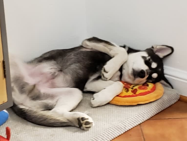 Rocket, a Siberian Husky and Alaskan Malamute mix tested with EmbarkVet.com