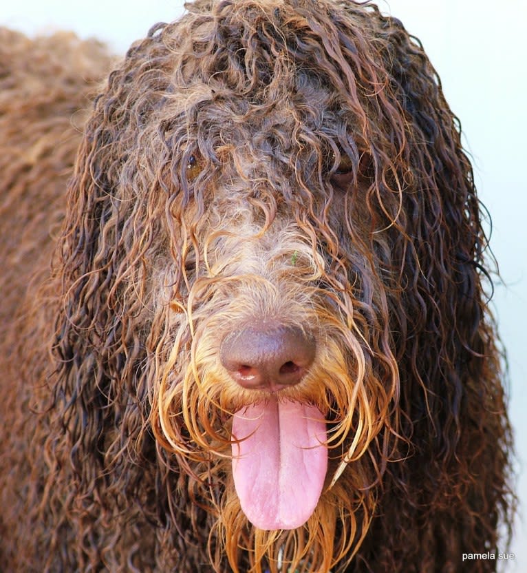 Maggie Sue, a Poodle (Standard) and Poodle (Small) mix tested with EmbarkVet.com