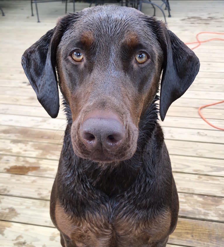 Minerva, a Doberman Pinscher and Golden Retriever mix tested with EmbarkVet.com