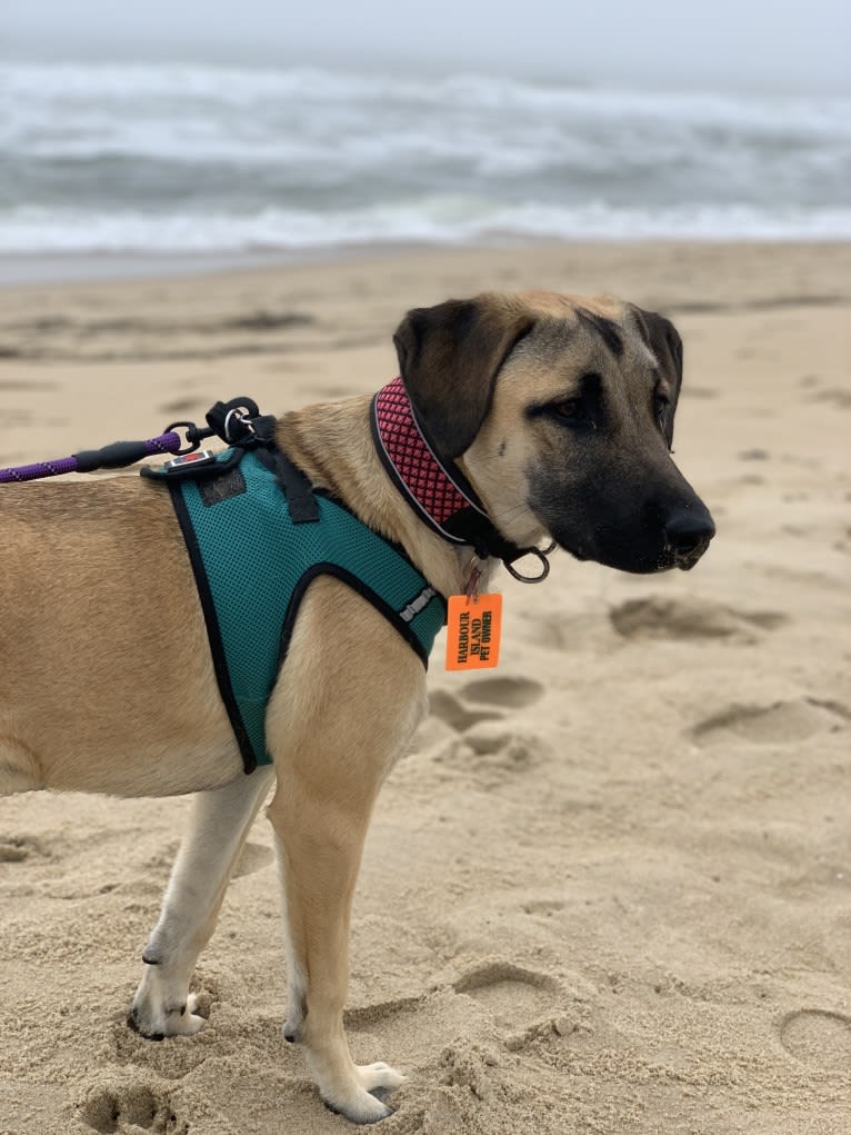 Tazz, an Anatolian Shepherd Dog and Labrador Retriever mix tested with EmbarkVet.com