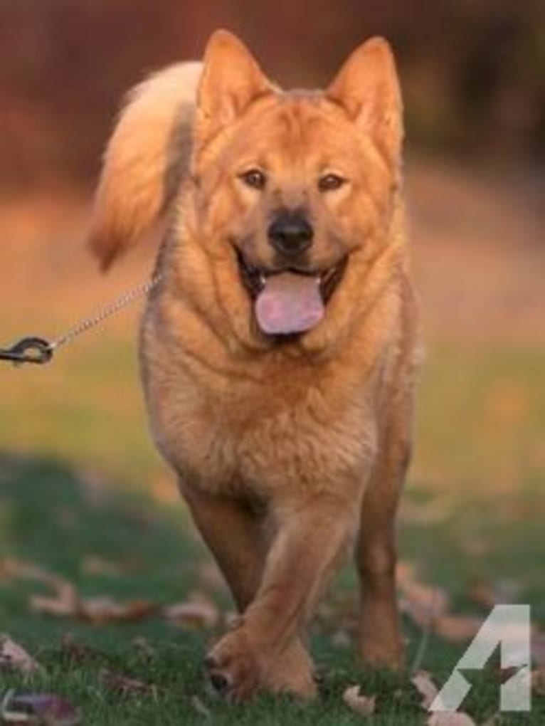 Penny, a Chow Chow and Rat Terrier mix tested with EmbarkVet.com