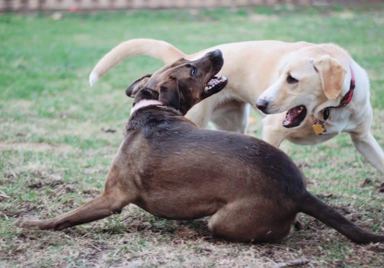 Nokona, an American Pit Bull Terrier and Labrador Retriever mix tested with EmbarkVet.com