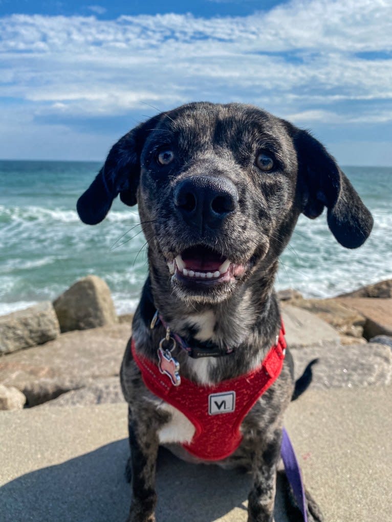 Skye, an Australian Cattle Dog and Pug mix tested with EmbarkVet.com