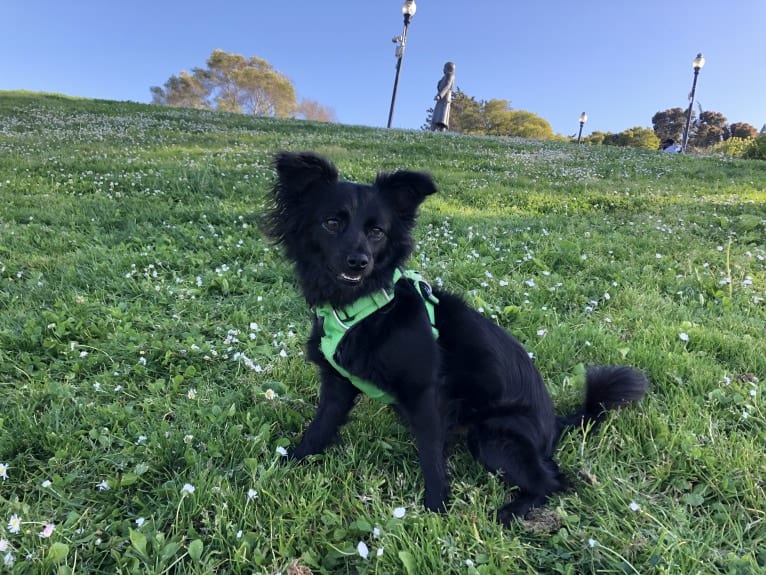 Jasper, a Poodle (Small) and Chihuahua mix tested with EmbarkVet.com