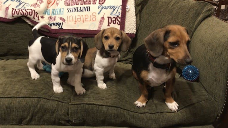 Bandit, a Treeing Walker Coonhound and Beagle mix tested with EmbarkVet.com