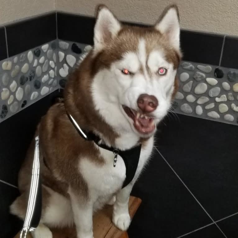 Zelda, a Siberian Husky tested with EmbarkVet.com