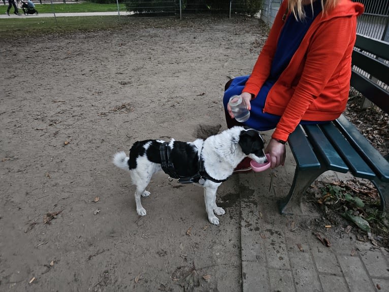 Kilida, an Eastern European Village Dog tested with EmbarkVet.com